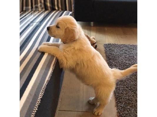 Lovely Golden retriever κουτάβια Διαθέσιμο προς πώληση.